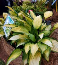 Ekspress augu izstāde "Zaļā simfonija"