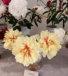 Izstāde "Ķesterciema peonijas"