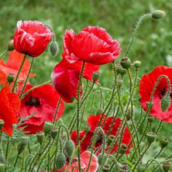 VHRS_-022_0725-35_WEB