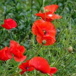 VHRS_-022_0725-36_WEB