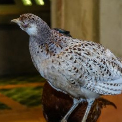 VHRS_021_0426-62_WEB