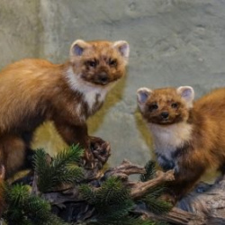 VHRS_021_0426-68_WEB