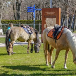 VHRS_-015_0526-11_WEB