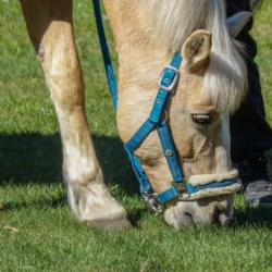 Usinu-diena-Piejuras-brivdabas-muzejs-Foto-Ventspils-Hronika-16