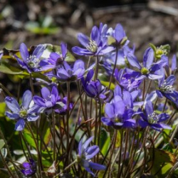 Usinu-diena-Piejuras-brivdabas-muzejs-Foto-Ventspils-Hronika-45