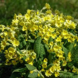 Usinu-diena-Piejuras-brivdabas-muzejs-Foto-Ventspils-Hronika-47