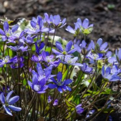 Usinu-diena-Piejuras-brivdabas-muzejs-Foto-Ventspils-Hronika-59