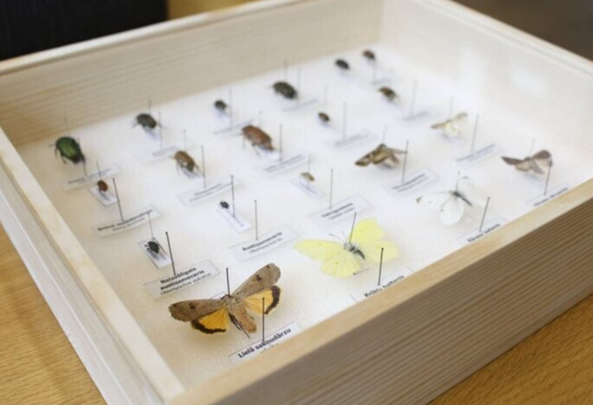 Valsts augu aizsardzības dienesta (VAAD) ceļojošās izstādes “Skaistie un bīstamie augu kaitnieki” ekspozīcija – vitrīna ar dažādu kukaiņu un tauriņu paraugiem, katram pievienota nosaukuma zīmīte.