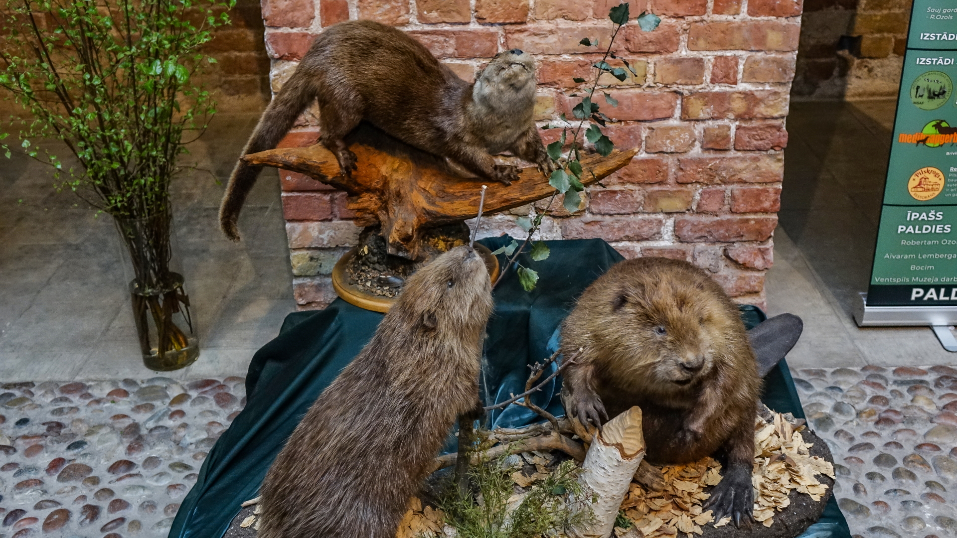 Medību trofeju izstāde